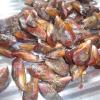 Oysters from Vizhinjam Seas