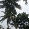 Coconut Tree at Kumarakom in Kottayam