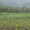 Banana plantation near Kumara Kovil