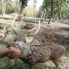 Deer Park inside Nisargadhama