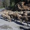 Sheeps are  Way to Leh, Ladakh
