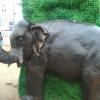 Elephant Statue at Tamukkam Grounds - Madurai