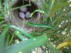 Bird Nest with Eggs, Mahabalipuram