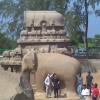 Monolithic elephant, near the monument known as Nakula Sahadeva ratha at Mahabalipuram