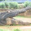 Crocodile at Malampuzha Dam Park