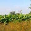 Banana Plantation Near Jalgaon