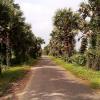 Way to Manakkal Village with beautiful trees on both sides of the road