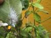Bacterial Leaf Diseases in a Plant, Mangadu