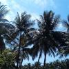 Coconut trees in Manjakkudi village