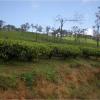 Manjolai Tea Estate in Tirunelveli