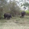 Wild Elephant in Nilgiris