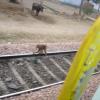 Monkey chasing trains