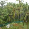 Coconut Trees in Kerala
