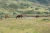 Horse Grazing the field - Mechuka