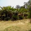 Palm Trees at Suraj Kund Park, Meerut