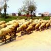 A Herd Of Sheep in nearby Jungle in Meerut