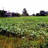 A Vast plantation of Okra At Delhi Road, Meerut