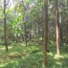 Rubber plantations of Melpalai