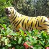 Tiger's Magnificence at black thunder theme park