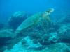 Turtles under the Minicoy Sea