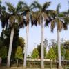 Tall Trees at Modi Temple Campus, Meerut