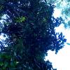 Mango Tree at Modipuram