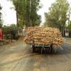 Animal Driven Cart Carrying Sugarcane
