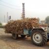 A Tractor Trolley in Row, Mohiuddinpur