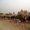 ADV in Queue for Unloading Sugarcane, Meerut
