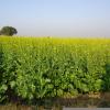 Agriculture Field in morar near Gwalior