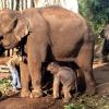 Baby Elephant Drinking Milk, Mudumalai