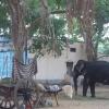 Temple Elephant in Mukkudal