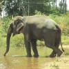 Elephant drinking water in Mukkudal Tamirabarani river