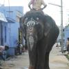 Elephant with Mahout