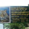 Tiger Archive at papanasam