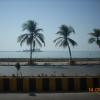 Coconut tree in sea beach, Mumbai