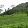 Greenery in Munnar Estate