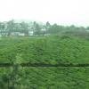 Munnar Tea Estates
