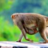 A monkey walks along with kid - Munnar