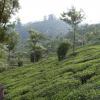 Tea Plantation in Munnar hill station, kerala
