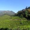 Beauty of Munnar Tea Plantations