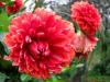 Beautiful Red Dahlia Flower in Munnar