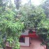 House Covered With Mango Trees, Idukki