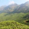 Tea Estate Mountain in Munnar, Kerala