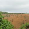 Land for Plantations, Munnar