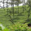 World Famous Tea Plantations In Munnar