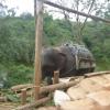 Elephant help in Munnar