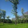 Green Trees in Munnar