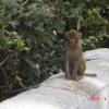 Monkey in Mussoorie