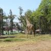 Giraffe in the Mysore Zoo